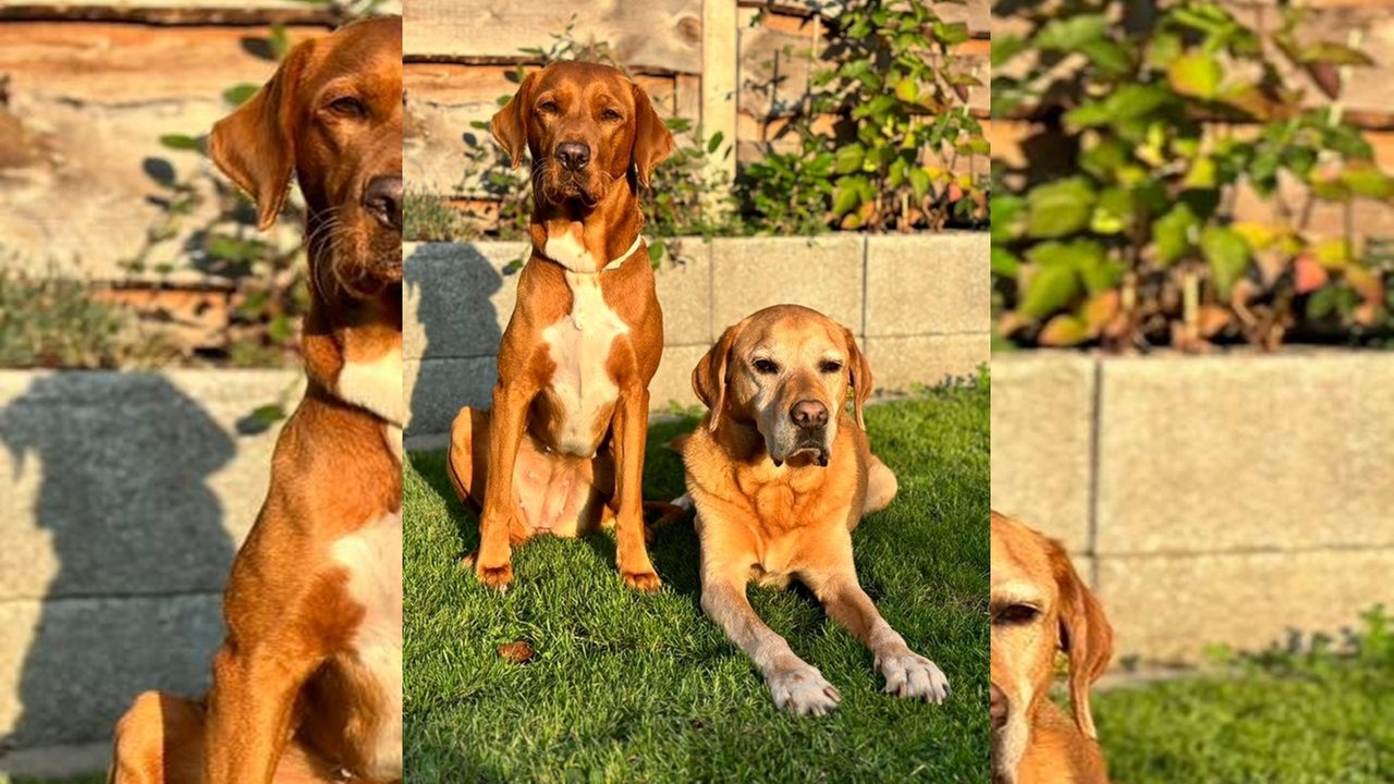 Ihre schönsten Hundefotos