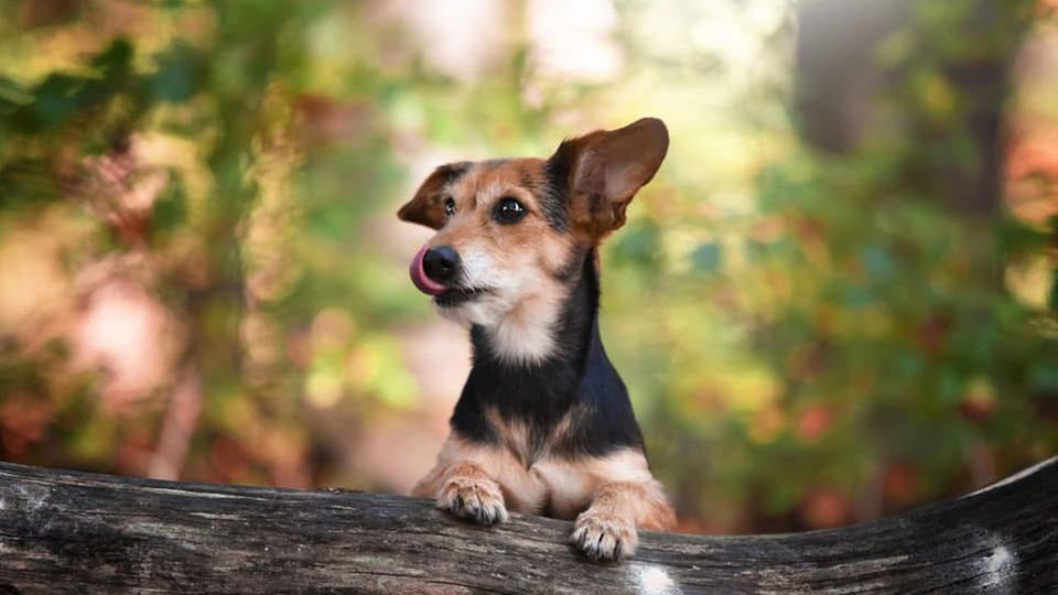 Ihre schönsten Hundefotos
