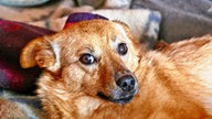 Ihre schönsten Hundefotos