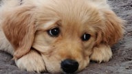 Ihre schönsten Hundefotos