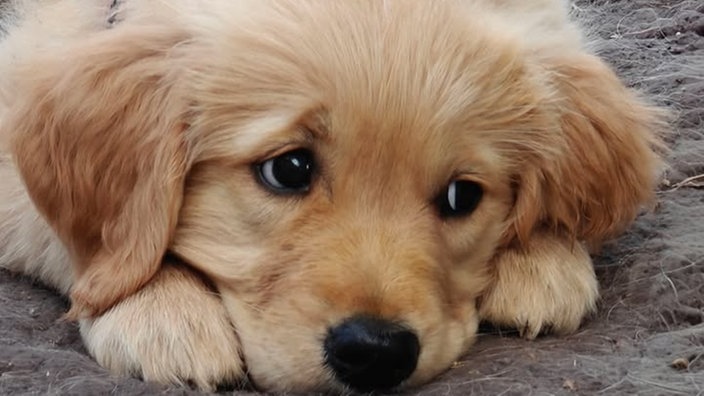 Ihre schönsten Hundefotos