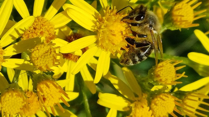 Insektenfoto
