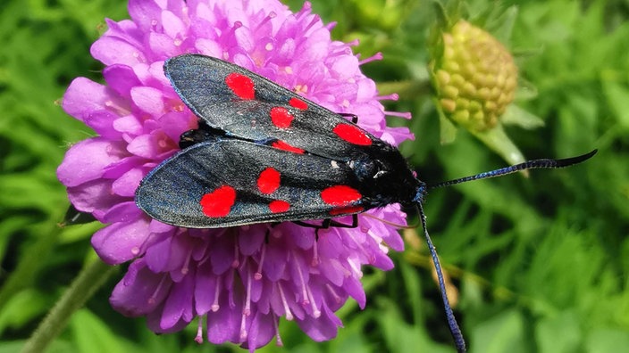 Insektenfoto