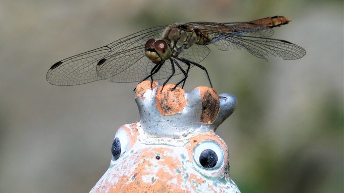 Insektenfoto