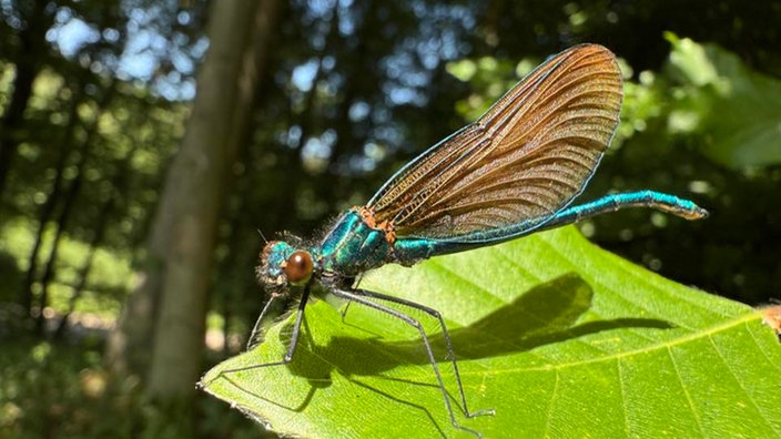 Insektenfoto