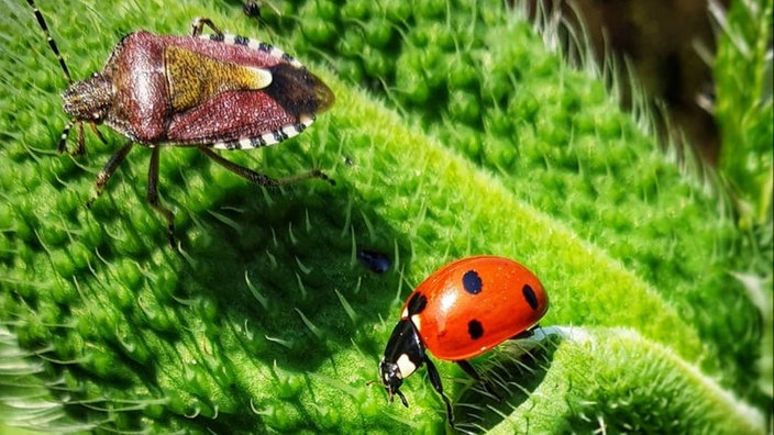 Insektenfoto