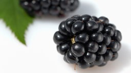 Aufnahme einer Brombeere