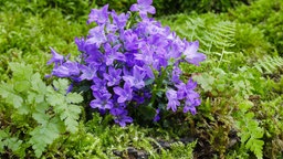 Campanula portenschlagiana