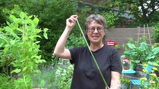 DIY Rankhilfen
