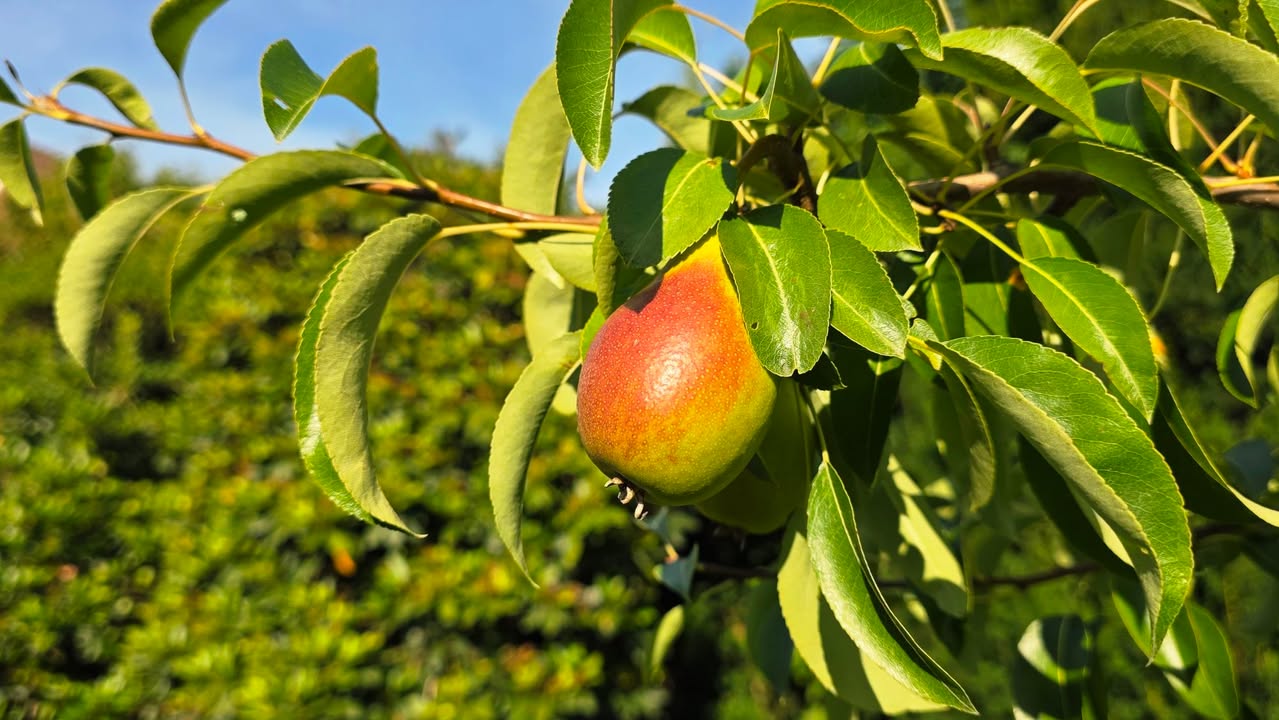 Ihre schönsten Erntefotos