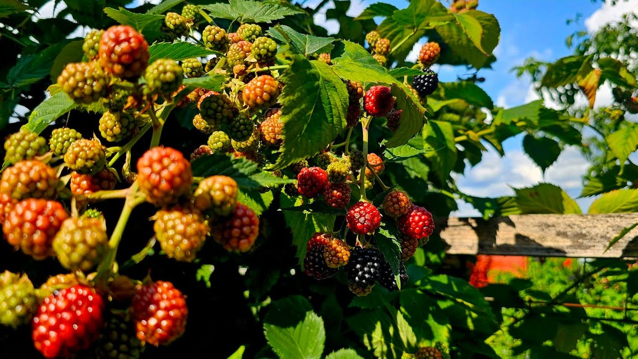 Ihre schönsten Erntefotos