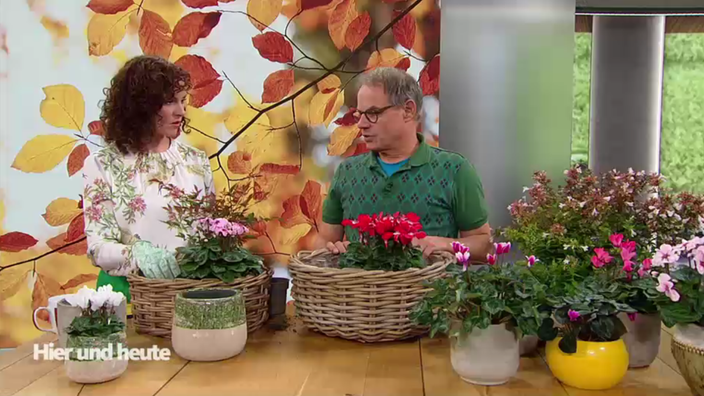 Herbstneuheiten und Blattschmuck