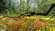 blühende Blumenwiese