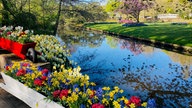 Frühlingslandshaft mit bunten Blumen und einem Bach