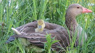 Ente mit Jungem im Gras