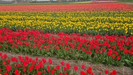 Ihr schönstes Foto vom Frühlingsausflug