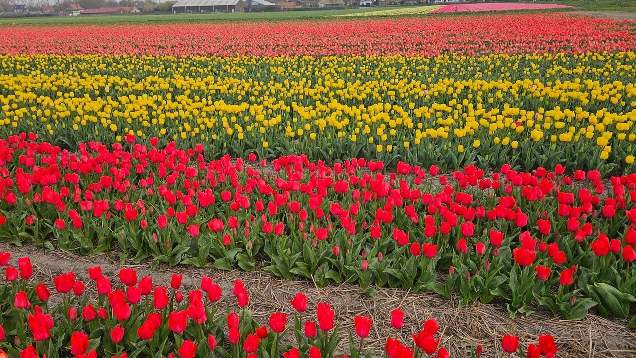 Ihr schönstes Foto vom Frühlingsausflug