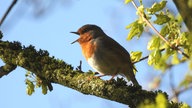 Ihr schönstes Foto vom Frühlingsausflug