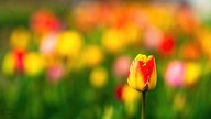 Ihr schönstes Foto vom Frühlingsausflug