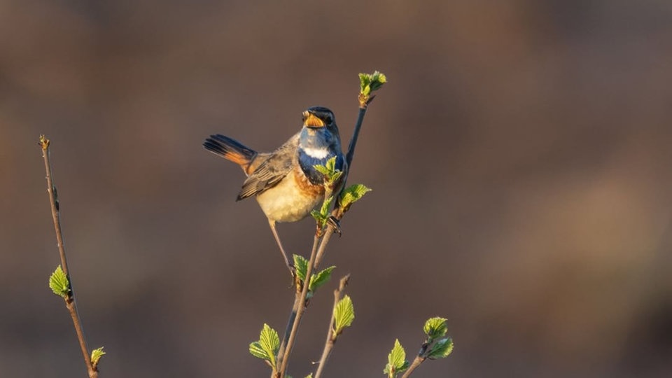Ihr schönstes Foto vom Frühlingsausflug