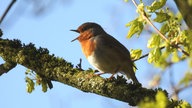 Ihr schönstes Foto vom Frühlingsausflug