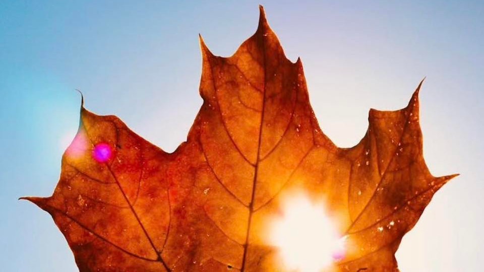 Ihr schönstes Herbstlaub