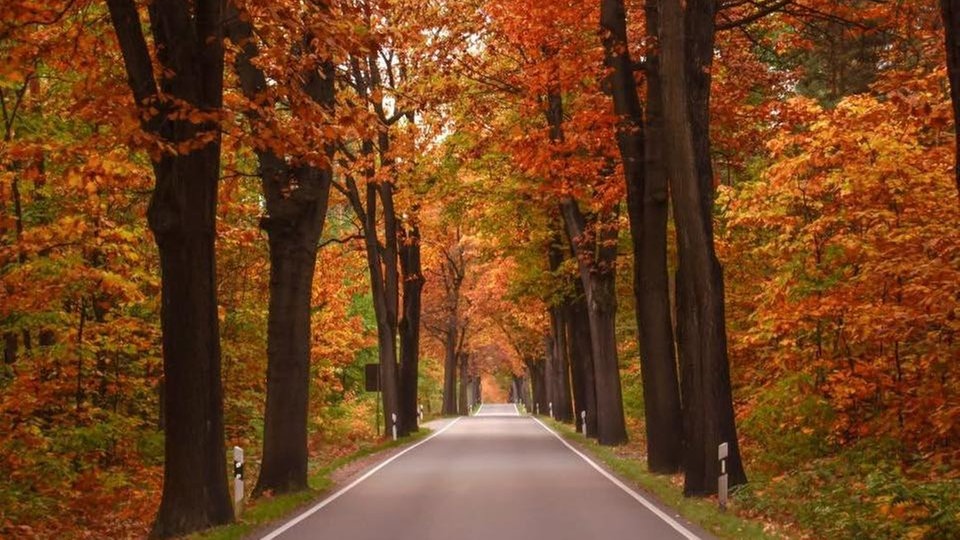 Ihr schönstes Herbstlaub