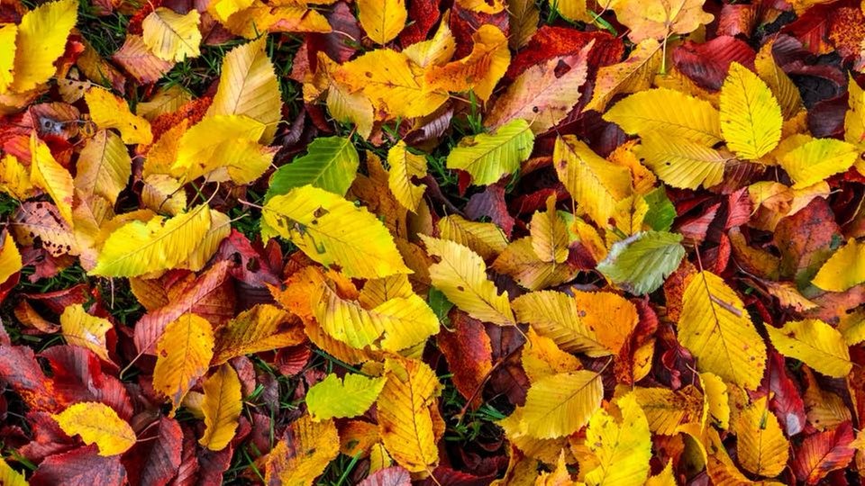 Ihr schönstes Herbstlaub