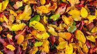 Ihr schönstes Herbstlaub