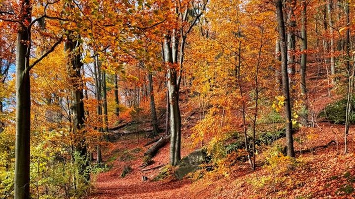 Ihr schönstes Herbstlaub
