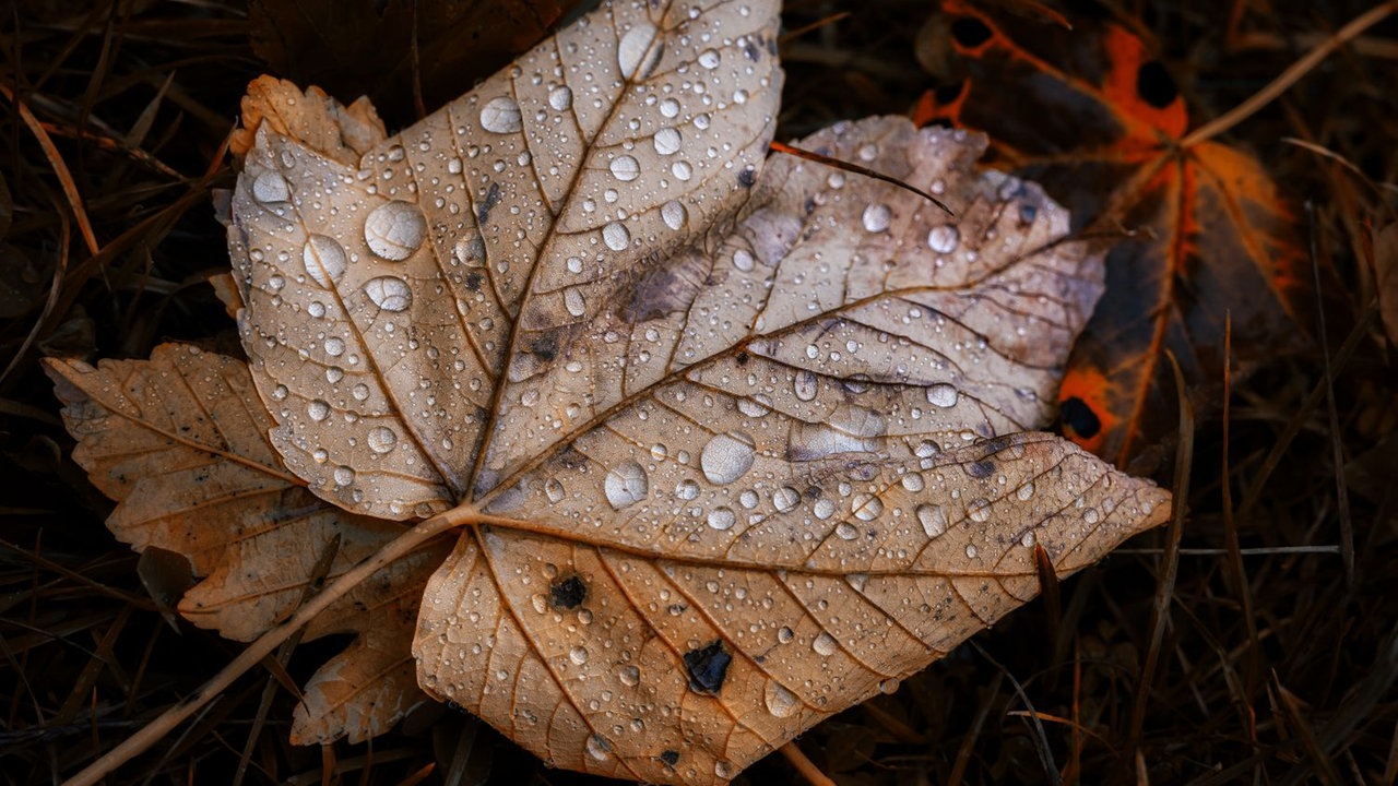 Ihr schönstes Herbstlaub