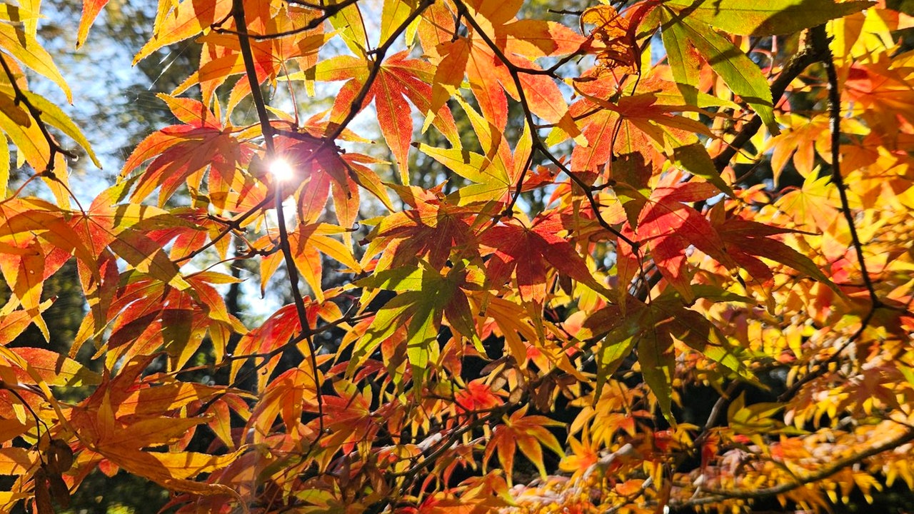 Ihr schönstes Herbstlaub