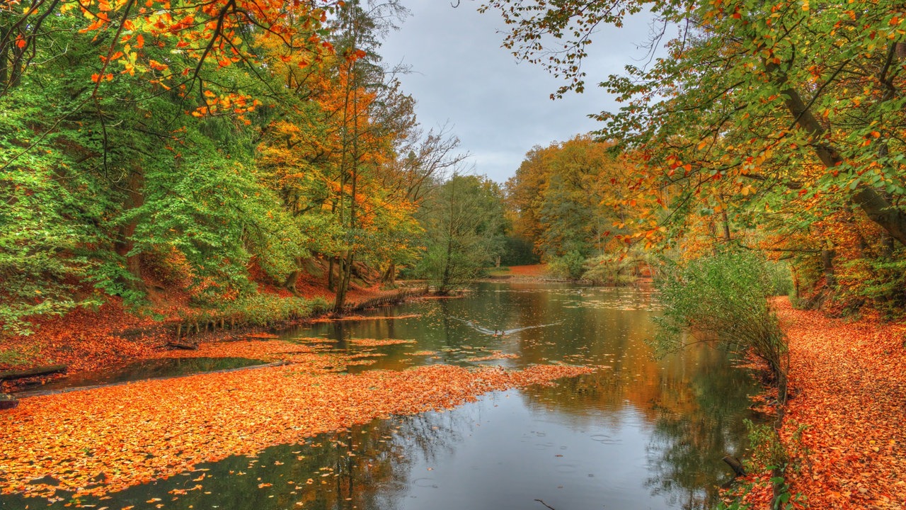 Ihr schönstes Herbstlaub