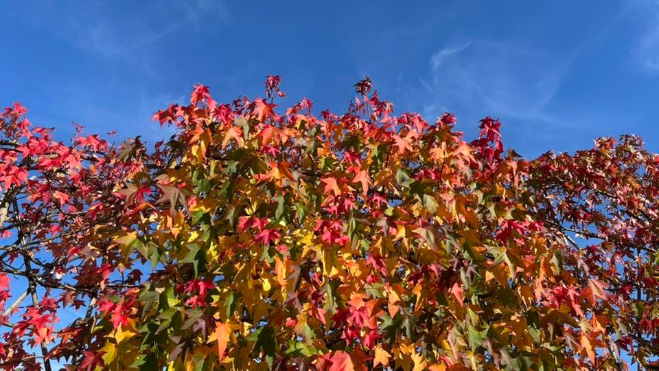 Ihr schönstes Herbstlaub