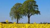 Ihre schönsten Fotos von der Rapsblüte