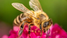 Bienen – Ihre schönsten Fotos