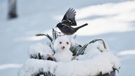 Ihre schönsten Fotos von Schneemännern