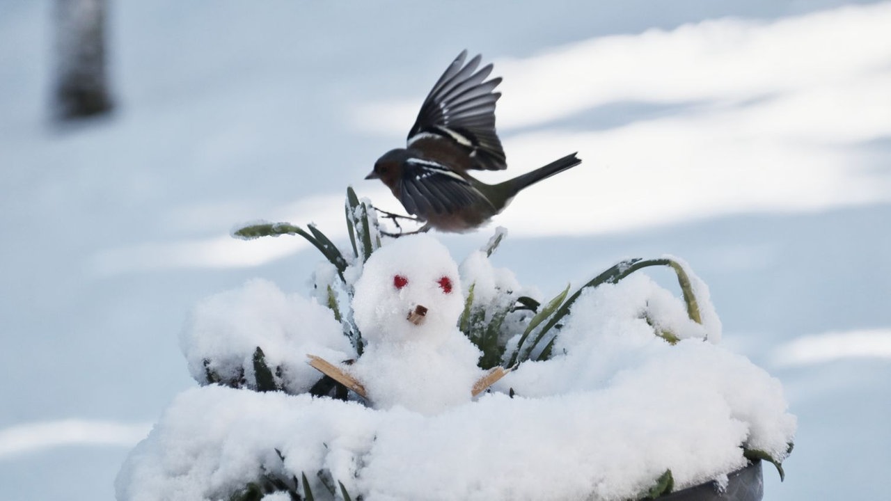 Ihre schönsten Fotos von Schneemännern