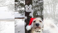 Ihre schönsten Fotos von Schneemännern
