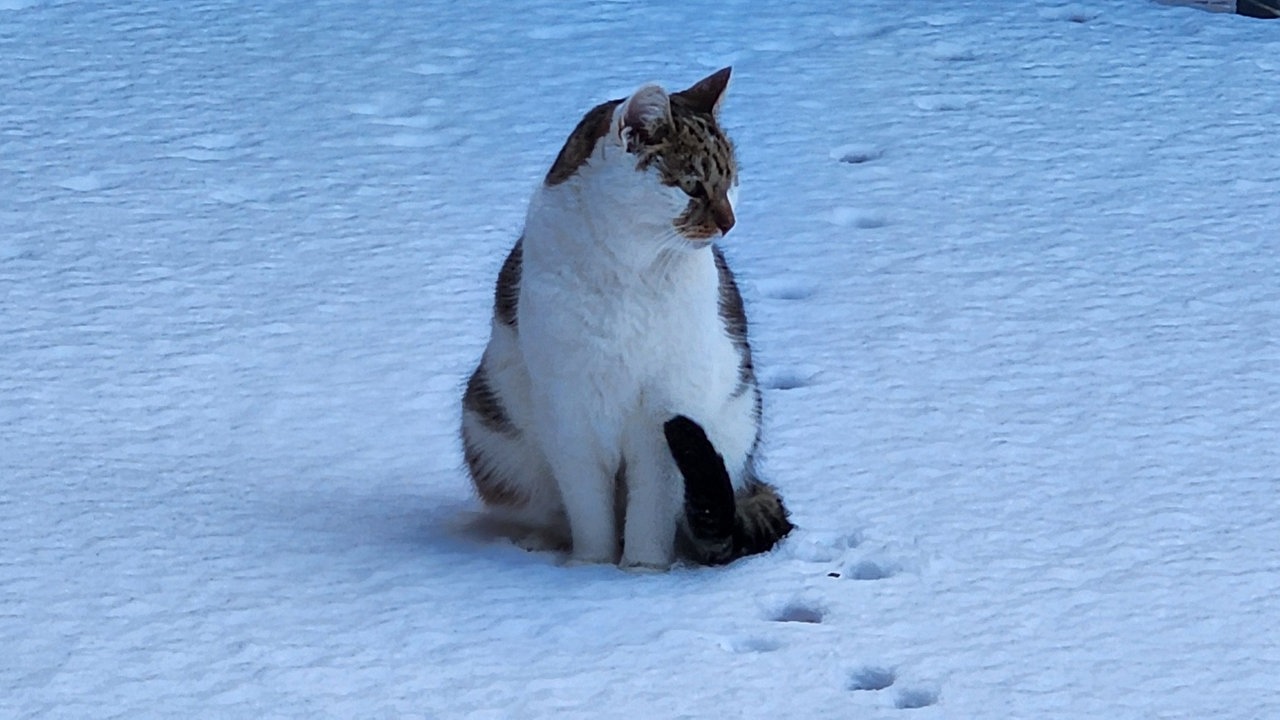 Ihre schönsten Fotos von tierischen Wintergästen