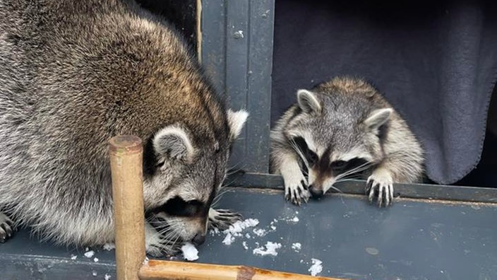 Ihre schönsten Fotos von tierischen Wintergästen