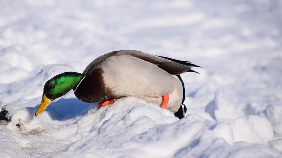 Ihre schönsten Fotos von tierischen Wintergästen