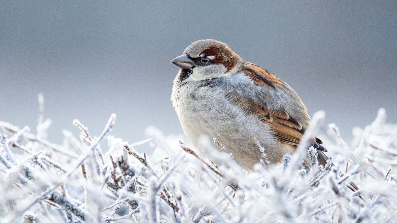 Ihre schönsten Fotos von tierischen Wintergästen