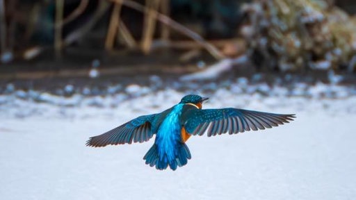 Ihre schönsten Fotos von tierischen Wintergästen