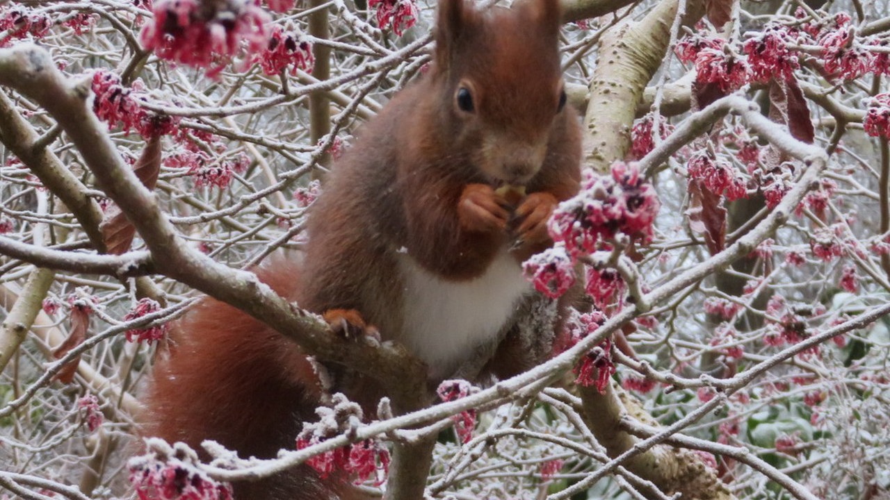 Ihre schönsten Fotos von tierischen Wintergästen