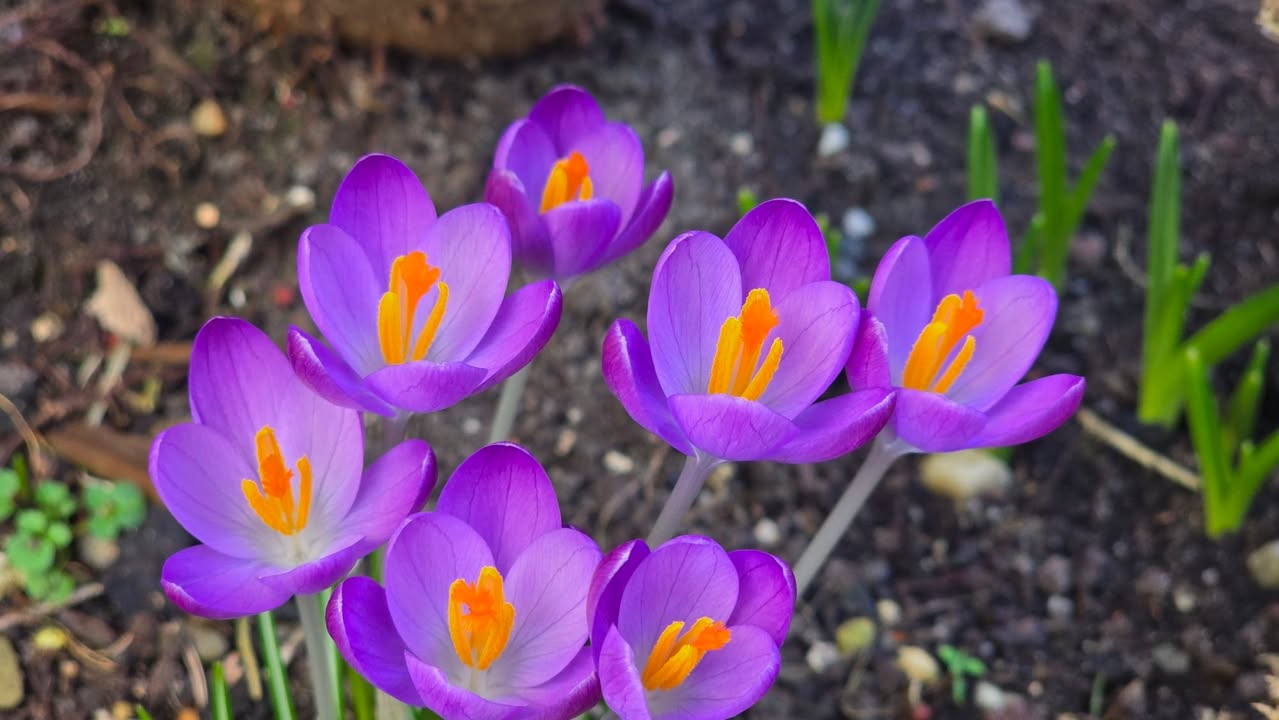 Schönsten Frühblüher 