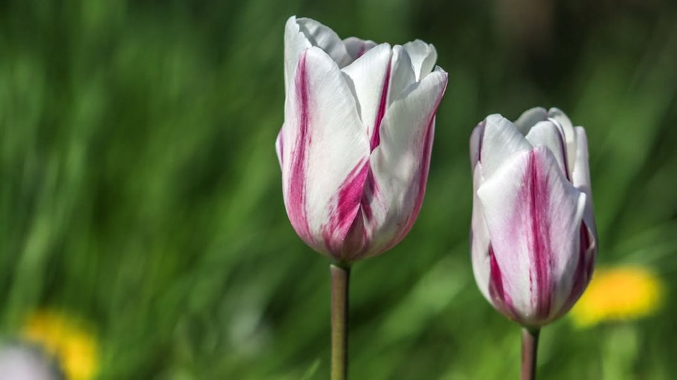 Schöne Frühblüher 