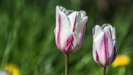 Schöne Frühblüher 