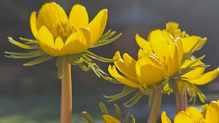 Schöne Frühblüher 