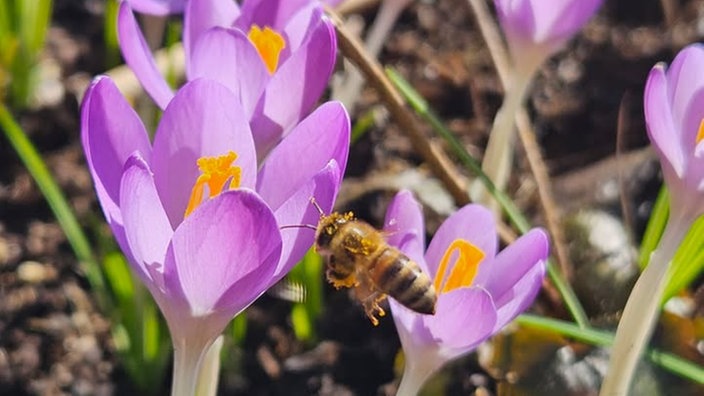 Schöne Frühblüher 